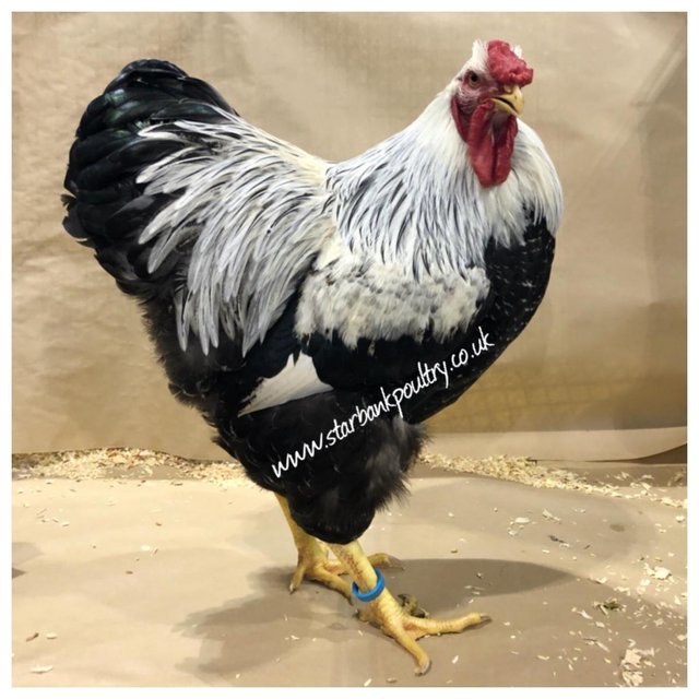 Image 47 of *POULTRY FOR SALE,EGGS,CHICKS,GROWERS,POL PULLETS*