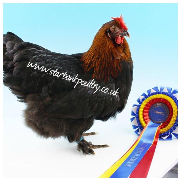Image 51 of *POULTRY FOR SALE,EGGS,CHICKS,GROWERS,POL PULLETS*