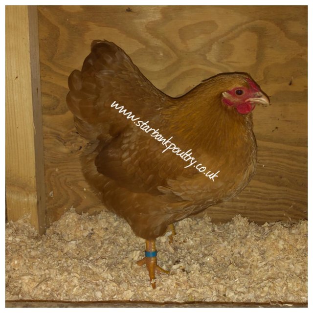 Image 56 of *POULTRY FOR SALE,EGGS,CHICKS,GROWERS,POL PULLETS*