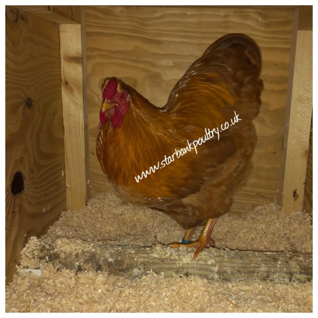 Image 58 of *POULTRY FOR SALE,EGGS,CHICKS,GROWERS,POL PULLETS*