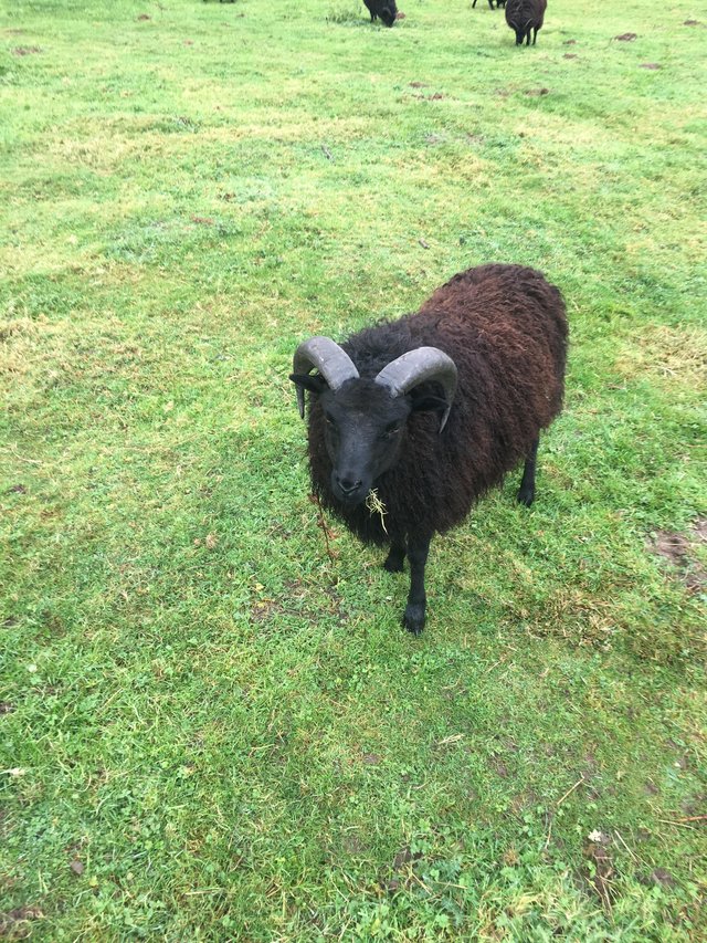 Image 3 of Hebridean Sheep: young tups (lambs)