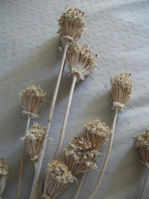 Image 6 of DRIED FLOWERS