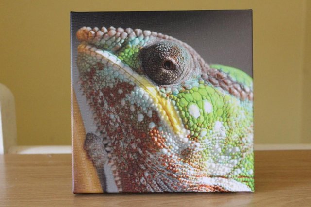 Preview of the first image of Chameleon Photo Canvas print - new.