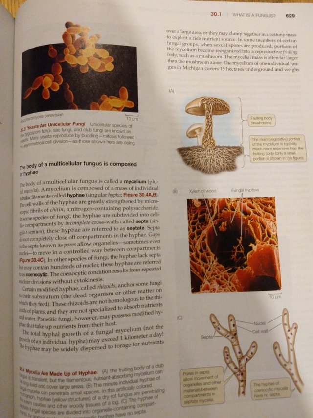 Image 3 of LIFE-The Science of Biology ninth edition hardback text book