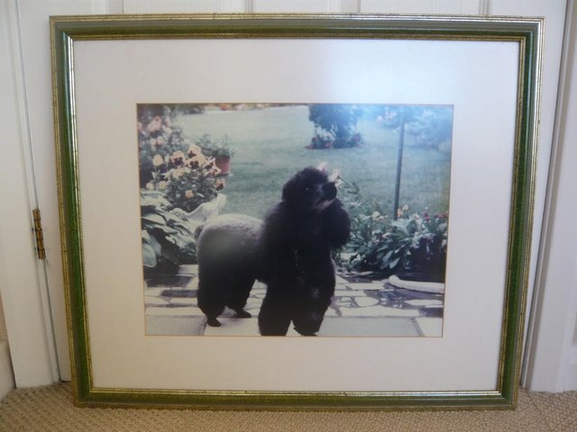 Preview of the first image of Picture, framed,  of poodle.