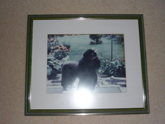 Image 2 of Picture, framed,  of poodle