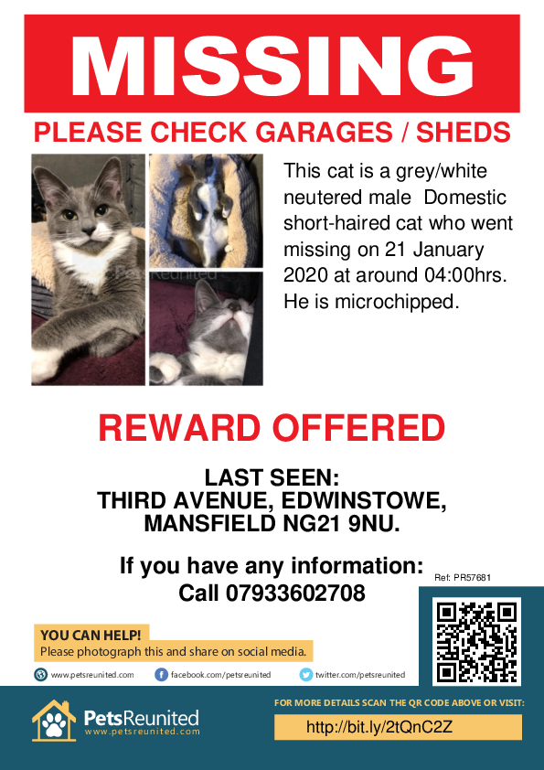 Image 3 of Missing - Grey and White Domestic Shorthair Cat