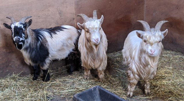 Preview of the first image of Excellent pedigree pygmy goats.