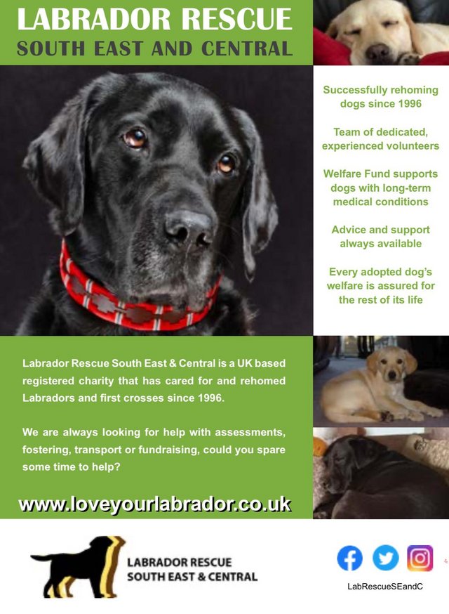 Preview of the first image of Labrador Rescue South East & Central.