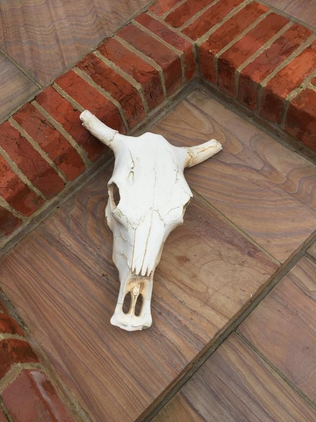 Preview of the first image of Decorative Animal Skull.