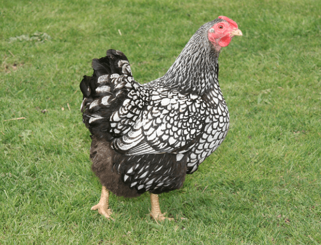 Preview of the first image of Silver Laced Wyandotte (Bantam) Chickens -Chicks £10 each.