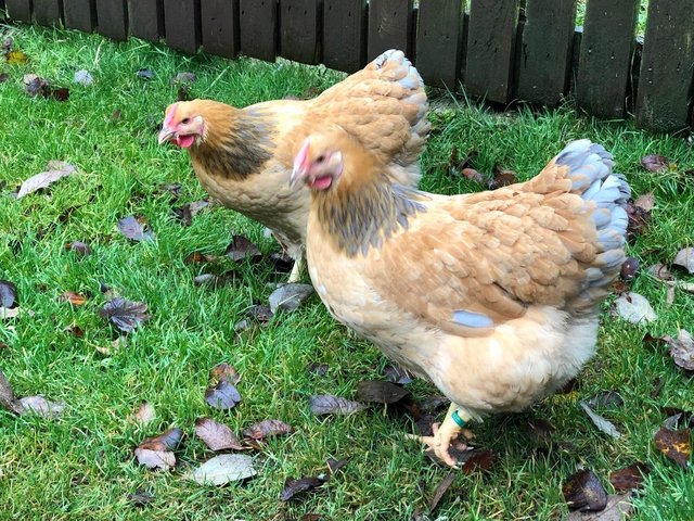 Image 90 of *POULTRY FOR SALE,EGGS,CHICKS,GROWERS,POL PULLETS*