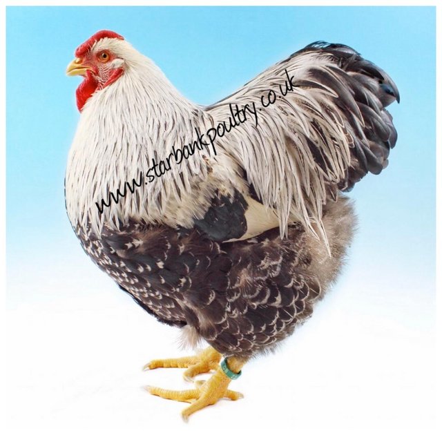 Preview of the first image of *POULTRY FOR SALE,EGGS,CHICKS,GROWERS,POL PULLETS*.