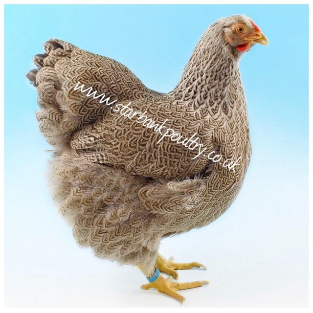 Image 91 of *POULTRY FOR SALE,EGGS,CHICKS,GROWERS,POL PULLETS*