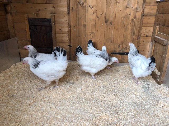 Image 95 of *POULTRY FOR SALE,EGGS,CHICKS,GROWERS,POL PULLETS*