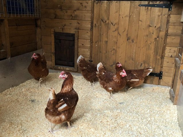 Image 100 of *POULTRY FOR SALE,EGGS,CHICKS,GROWERS,POL PULLETS*