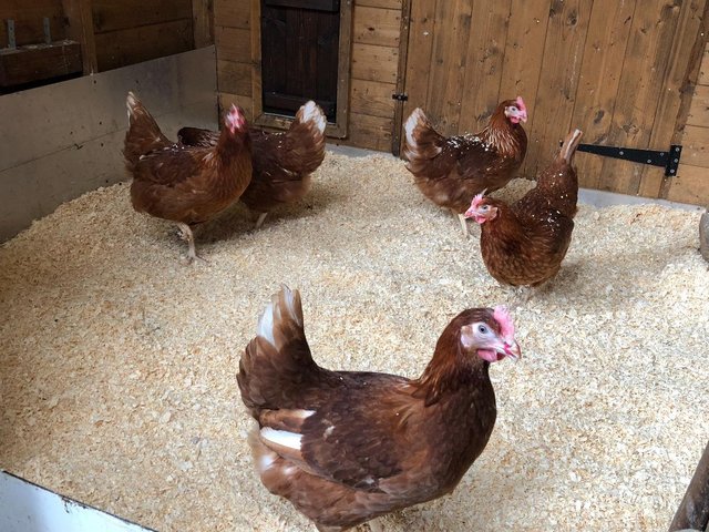 Image 101 of *POULTRY FOR SALE,EGGS,CHICKS,GROWERS,POL PULLETS*