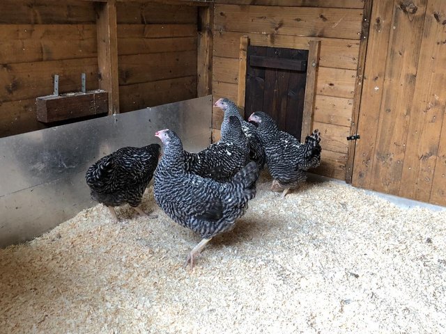 Image 102 of *POULTRY FOR SALE,EGGS,CHICKS,GROWERS,POL PULLETS*