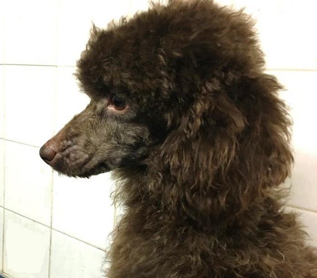 Preview of the first image of Toy poodle KC reg. PRA clear.