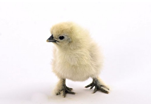 Preview of the first image of SILKIE CHICKS - POLISH CHICKS - FRIZZLE CHICKS - BABY CHICKS.