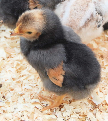 Image 2 of Vorwerk Chicks - Chickens - Baby Chicks