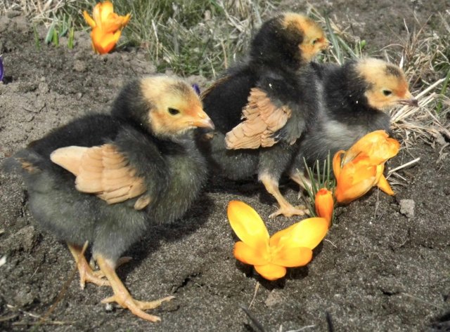 Preview of the first image of Vorwerk Chicks - Chickens - Baby Chicks.