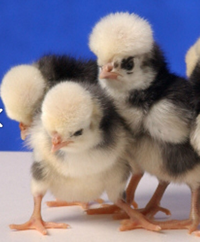 Image 3 of Polish Frizzle Chicks - Polish Chicks