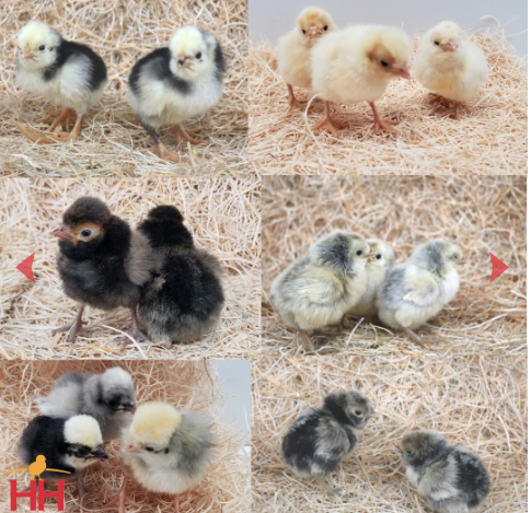 Preview of the first image of Polish Frizzle Chicks - Polish Chicks.