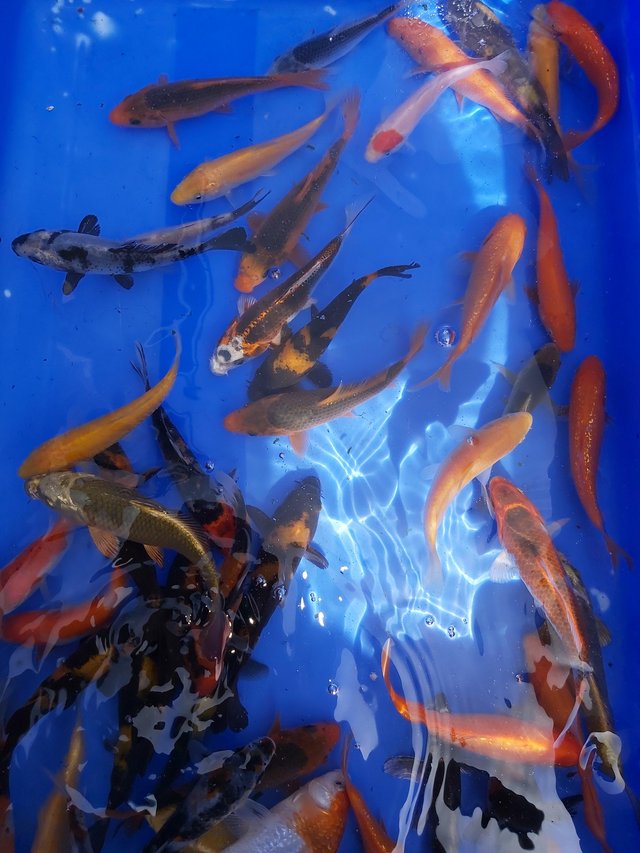 Preview of the first image of Japanese koi High Quality pond fish.