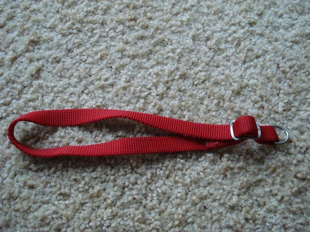Preview of the first image of RED DOG COLLAR 48 cm approx..