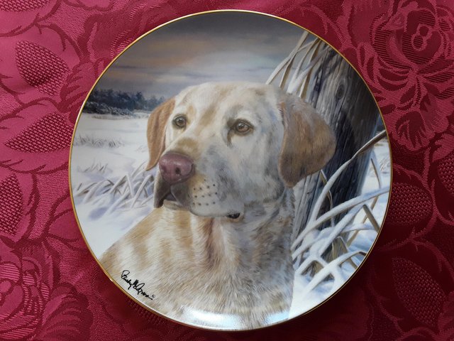 Preview of the first image of Golden Labrador - collectors plate.