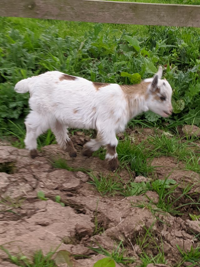 Image 2 of Excellent pedigree pygmy billy goat