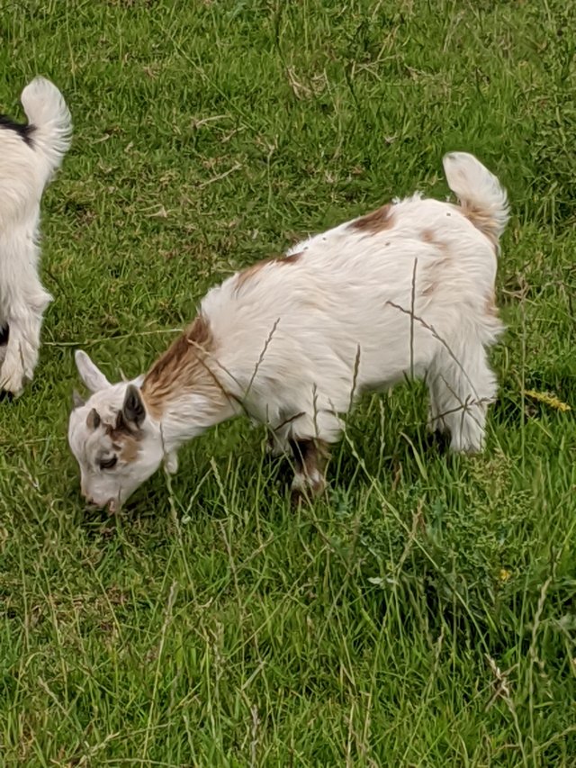 Image 3 of Excellent pedigree pygmy billy goat