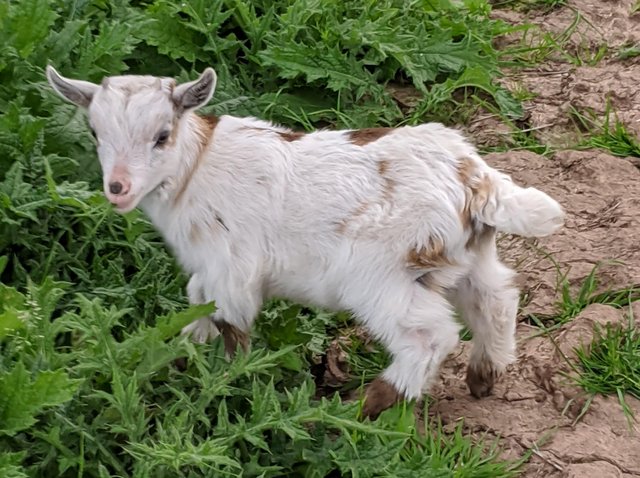 Preview of the first image of Excellent pedigree pygmy billy goat.