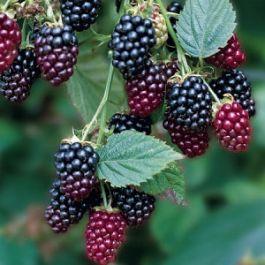 Preview of the first image of 1 x THORNLESS BLACKBERRY PLANT for sale £ 5.