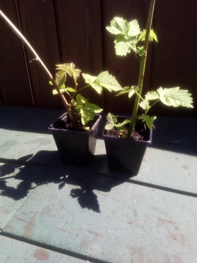 Image 2 of 1 x THORNLESS BLACKBERRY PLANT for sale £ 5