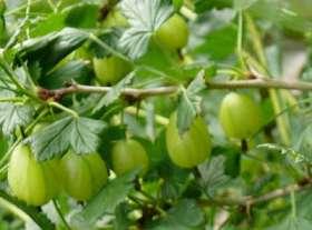 Preview of the first image of 1 x GOOSEBERRY PLANT -  £ 3 or 2 plants for £ 5.