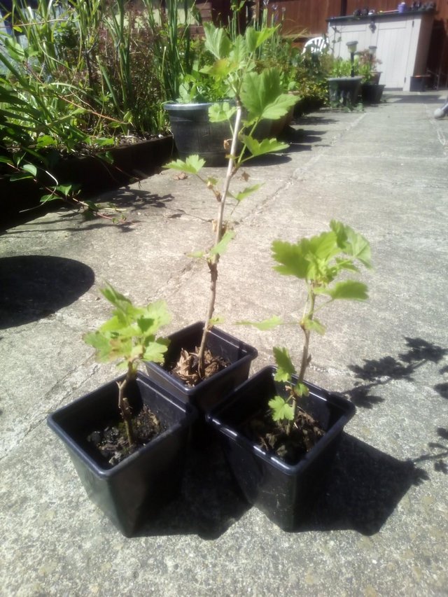 Image 2 of 1 x GOOSEBERRY PLANT -  £ 3 or 2 plants for £ 5