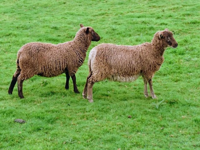 Preview of the first image of Shetland Sheep for Sale.
