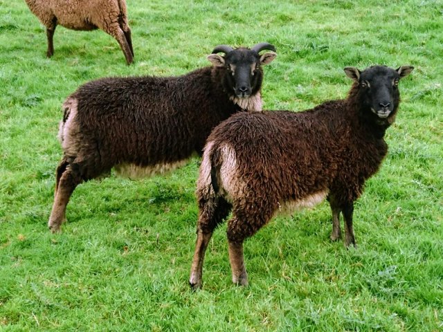 Image 2 of Shetland Sheep for Sale