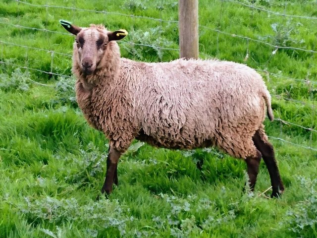 Image 3 of Shetland Sheep for Sale