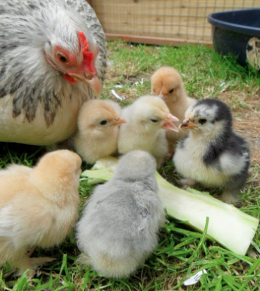 Preview of the first image of Pekin Chicks - Baby chicks - Chickens.
