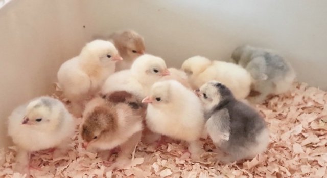 Image 2 of Pekin Chicks - Baby chicks - Chickens