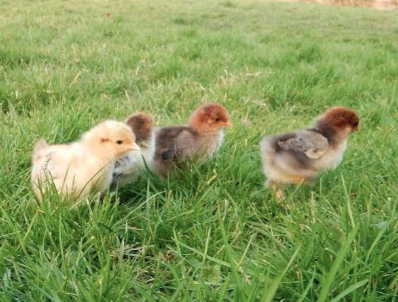 Image 3 of Pekin Chicks - Baby chicks - Chickens