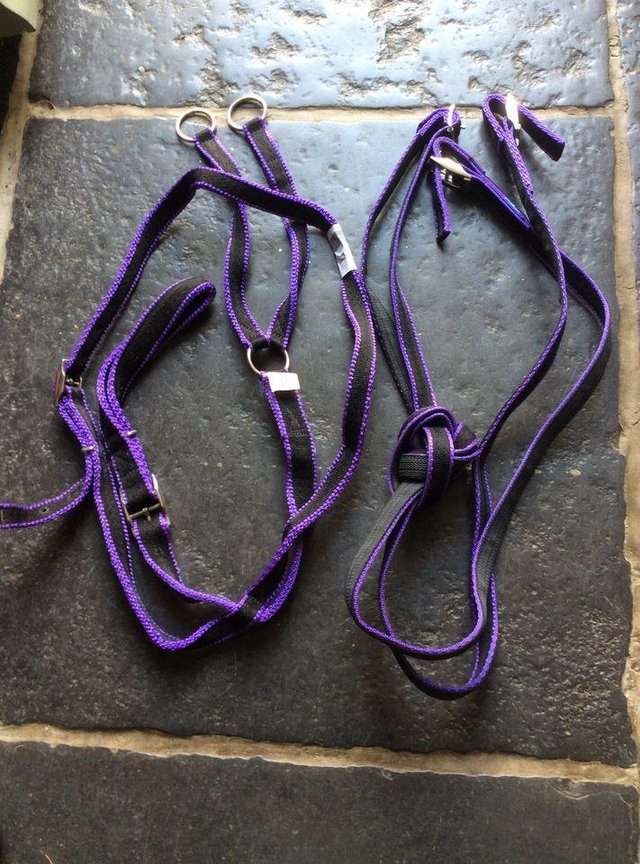 Preview of the first image of New Pony Martingale & Reins Set.