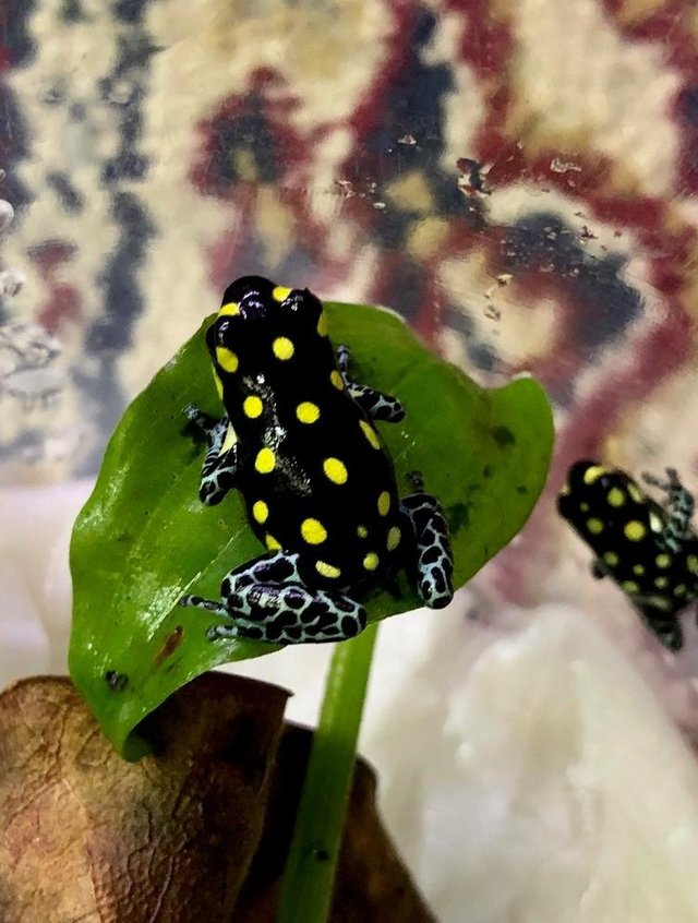 Preview of the first image of ranitomeya vanzolini dart frogs.