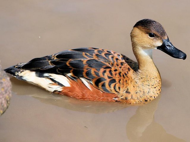 Image 6 of Ornamental Chinese Mandarin Ducks