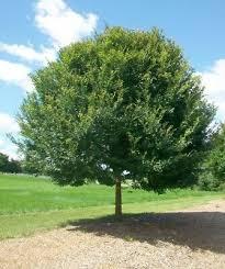 Preview of the first image of Chinese Elm Trees 8-10 foot.