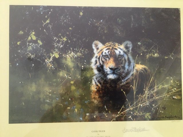 Preview of the first image of David Shepherd Limited Edition Signed Print 'Cool Tiger".
