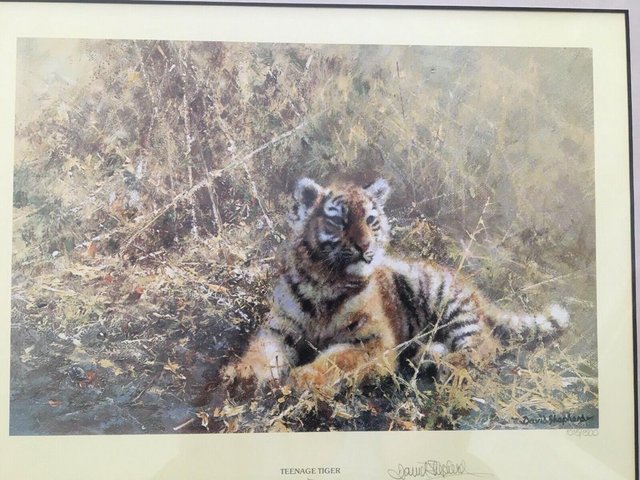 Image 2 of David Shepherd Limited Edition Signed print 'Teenage Tiger"